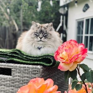 Meet your Posher, Amelie